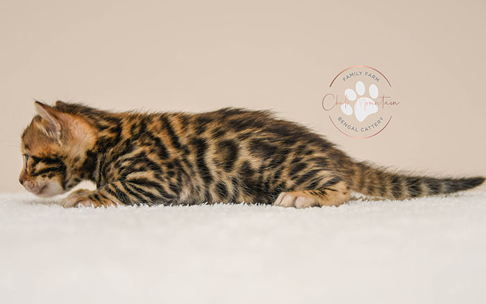 Bengal kitten for sale